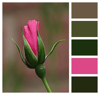 Rose Bud Flower Wallpaper Image
